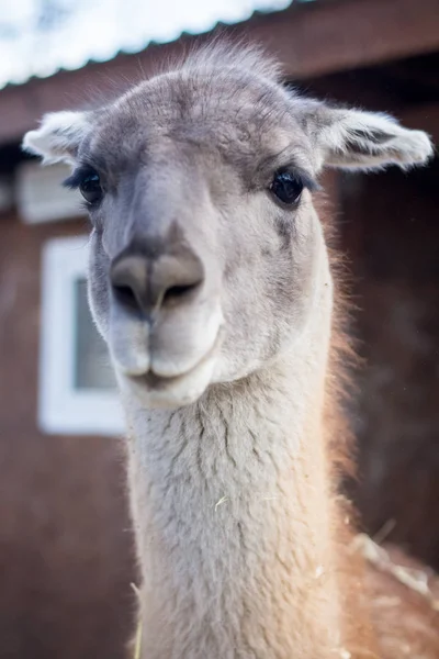 Llama Close Zoo — Stock Photo, Image