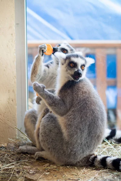 Lemur Sienta Pensar Zoológico — Foto de Stock