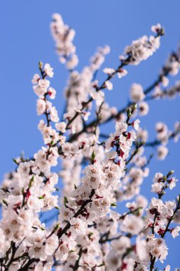 Birçok dal kayısı çiçek