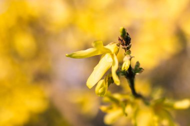 Baharda Blooming forsythia çalı