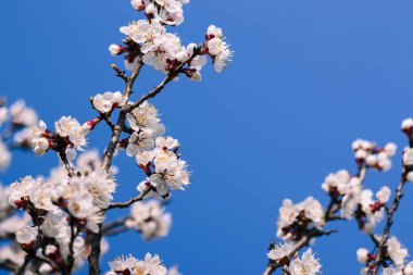 Kayısı ilkbaharda yakın çekim açar