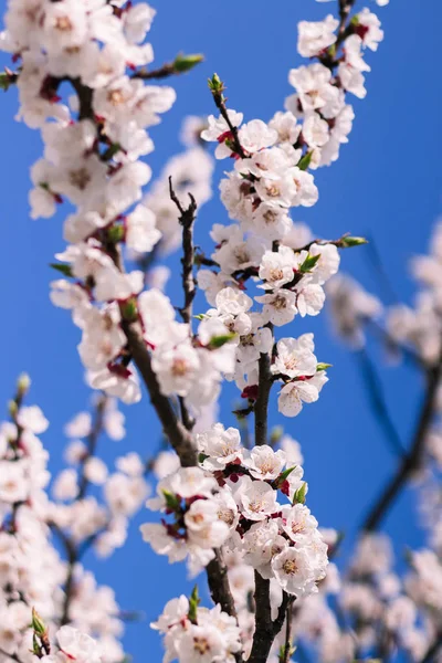 Viele Äste Blühen Aprikosen — Stockfoto
