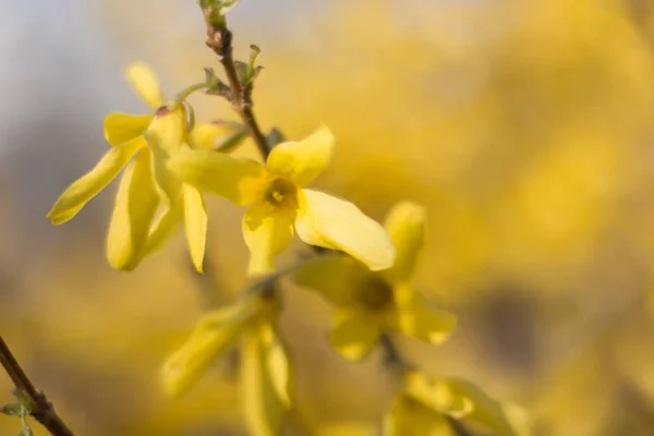 春に咲くフォーサイシアの茂み — ストック写真