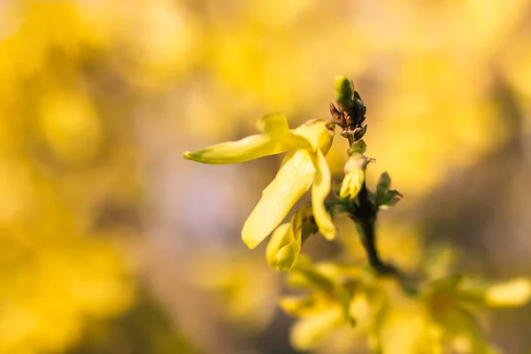 Fioritura Cespuglio Forsythia Primavera — Foto Stock