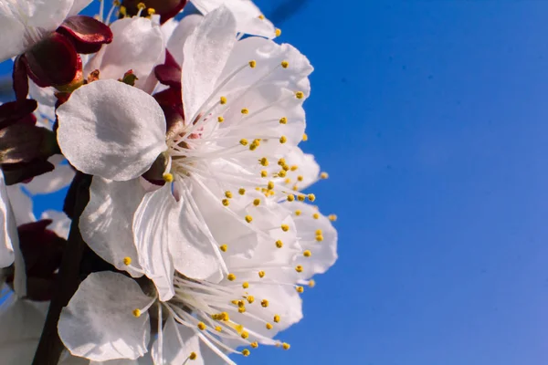 Marillenblüten Nahaufnahme Frühling — Stockfoto