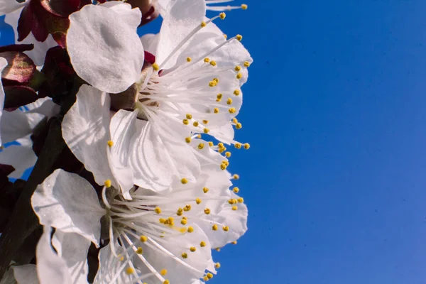 Marillenblüten Nahaufnahme Frühling — Stockfoto