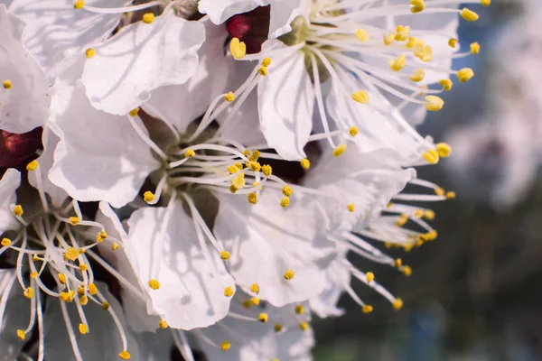 Albaricoque Florece Cerca Primavera — Foto de Stock