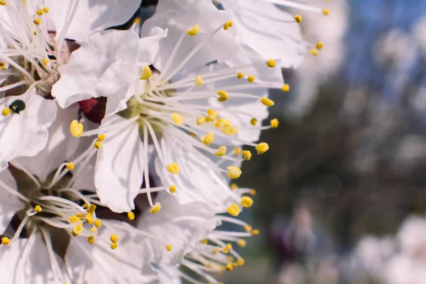 Aprikos Blommar Närbild Våren — Stockfoto