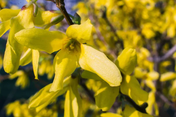 Blooming Forsythia Bush Spring — Stock Photo, Image