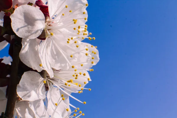 Marillenblüten Nahaufnahme Frühling — Stockfoto