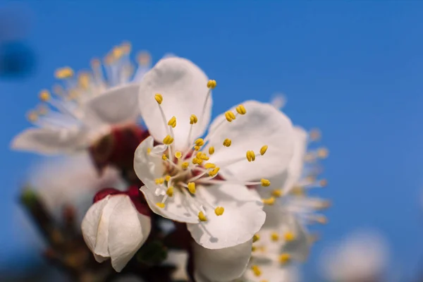 Marillenblüten Nahaufnahme Frühling — Stockfoto