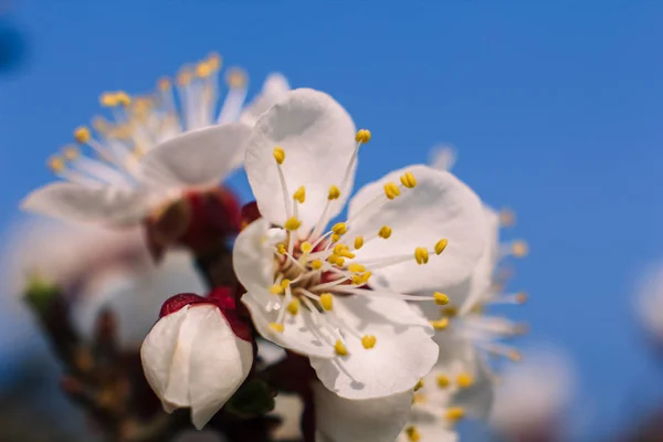 Marillenblüten Nahaufnahme Frühling — Stockfoto