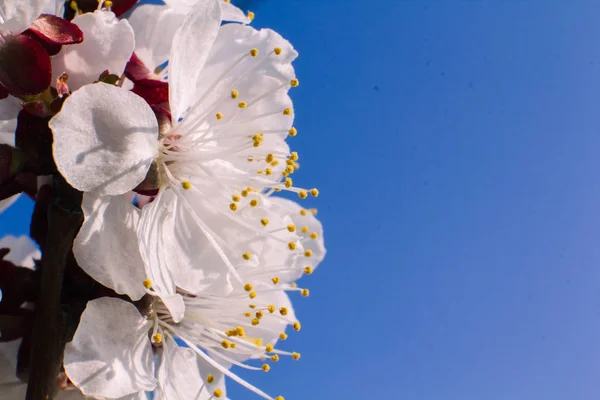 Marillenblüten Nahaufnahme Frühling — Stockfoto