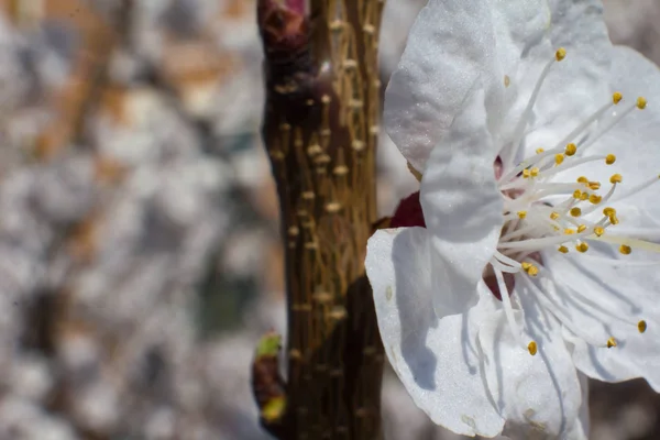 Marillenblüten Nahaufnahme Frühling — Stockfoto