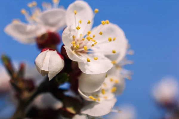 Marillenblüten Nahaufnahme Frühling — Stockfoto