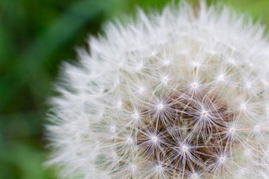  Bir karahindiba yakın. Yeşil arka planda