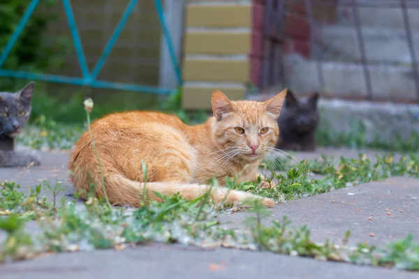 Dakloze Katten Straat — Stockfoto