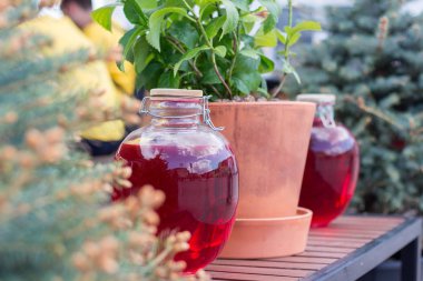 İç komposto canları