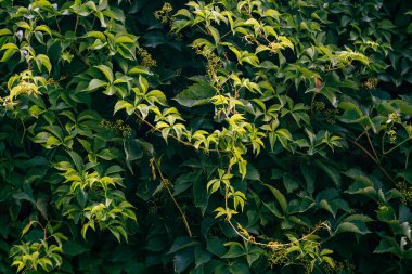Yaşayan yeşil duvar, yabani üzümile katı büyümüş. Bitki örtüsü dokusu
