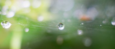 Ağda asılı yağmur damlaları