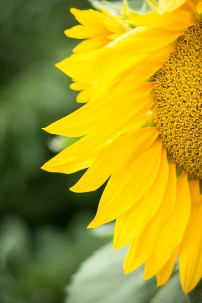 Одна Квітка Соняшнику Крупним Планом — стокове фото