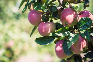 Elma ağacının bir dalı üzerinde parlak elma