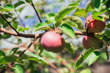 Gökyüzüne karşı bir ağaç üzerinde kırmızı elma