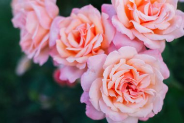  Büyük pembe güller, yakın çekim. Bahçede.