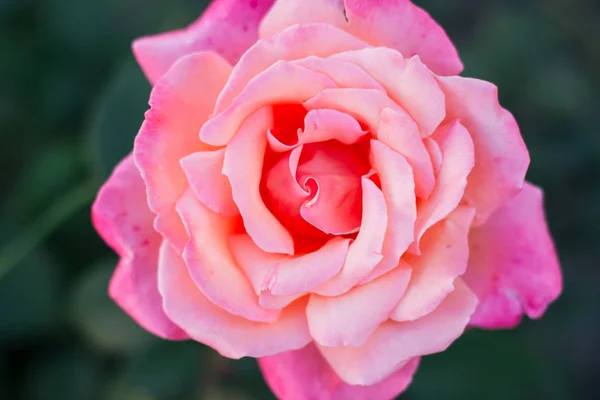 Uma Flor Rosa Perto Jardim — Fotografia de Stock