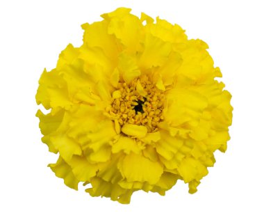  Beyaz arka plan üzerinde Tagetes L. çiçek. Yalıtımlı.