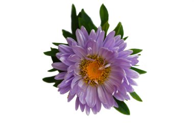 Beyaz bir arka plan üzerinde aster çiçek. Yalıtımlı.