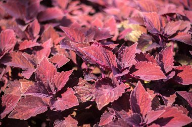 Bir bahçe çiçek yatağında Coleus çiçekleri