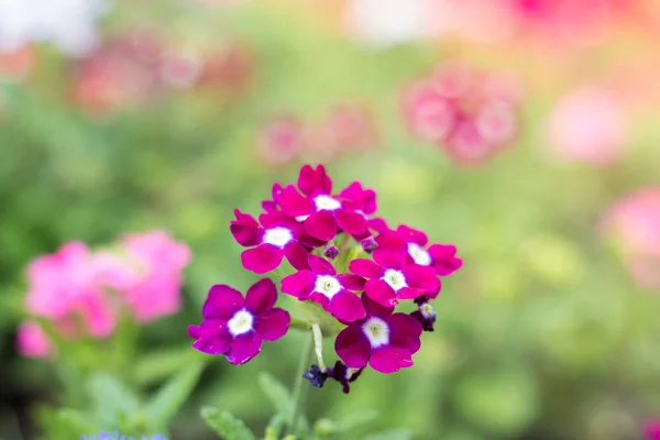 Цветы Вербены Садовой Кровати — стоковое фото