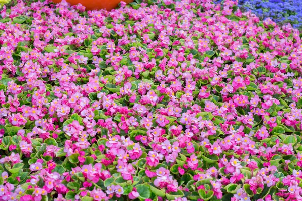 Begonia Semperflorens Flowers Garden Flower Bed — Stock Photo, Image