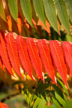  Kırmızılar sonbaharda çalılıklarda