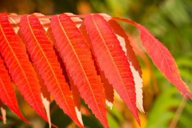  Kırmızılar sonbaharda çalılıklarda