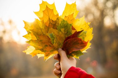  Sonbahar akçaağaç yaprakları güneşin arka planında
