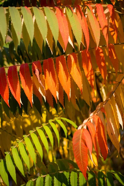 Красные Листья Осенью Кусте — стоковое фото