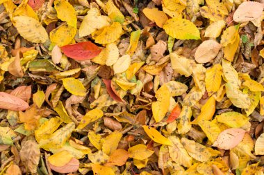 Sonbahar akçaağaç yaprakları dokusuna