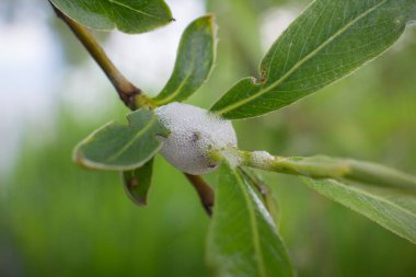 Afrophoridae söğüdü. Salix Alba 'nın dallarında çayır tükürük böceği.