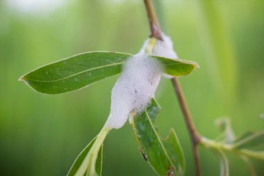 Afrophoridae söğüdü. Salix Alba 'nın dallarında çayır tükürük böceği.