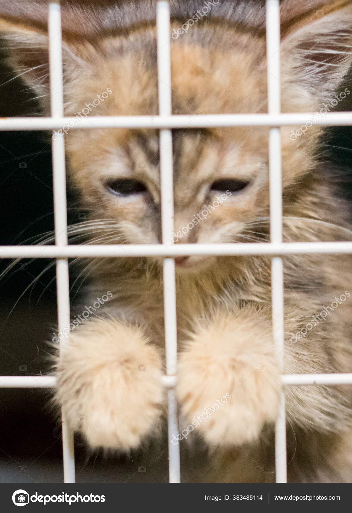 Sad Cat Cage Shelter Stock Photo by ©0635925410 383485114