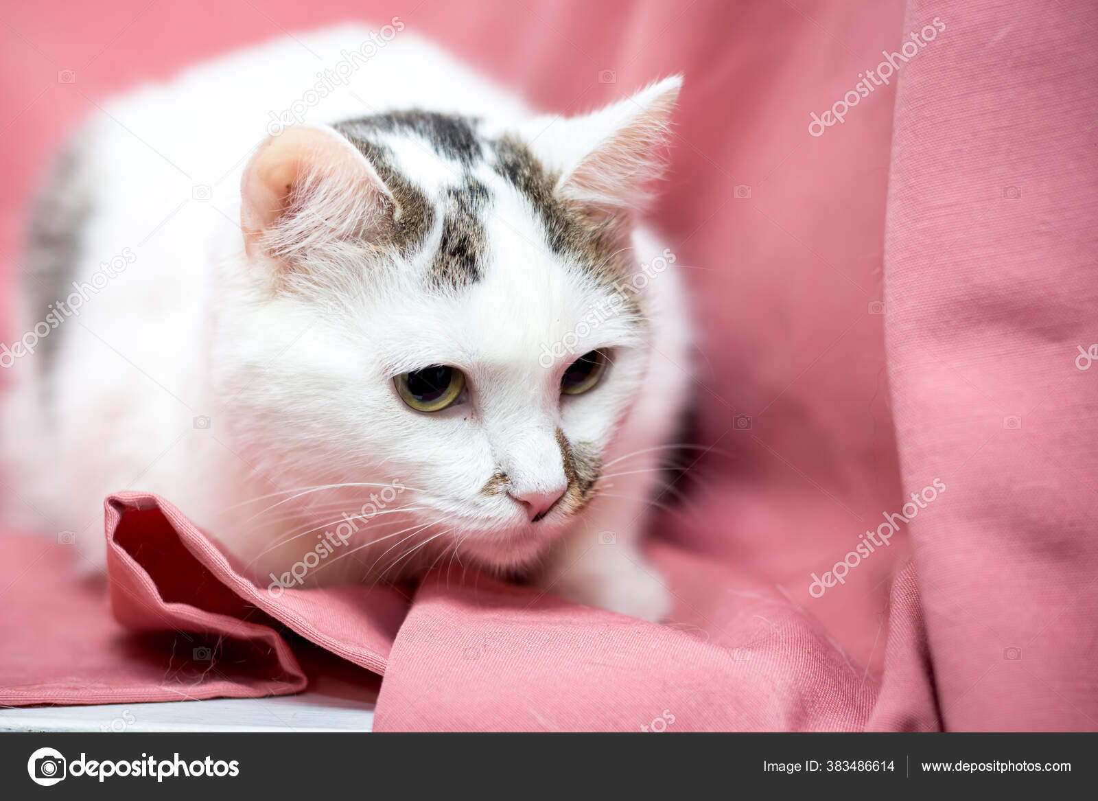 Chat Adulte Sur Fond Rose Chats Apres Clinique Veterinaire Image Libre De Droit Par C