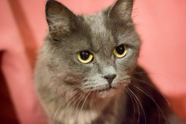 Pembe arka planda yetişkin bir kedi. Veteriner kliniğinden sonra kediler