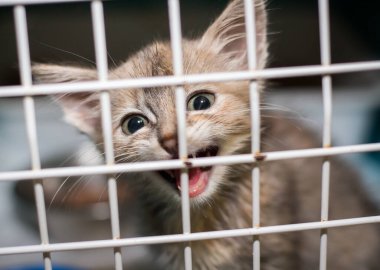 Sığınağın kafesinde üzgün bir kedi