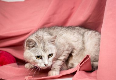 Pembe arka planda yetişkin bir kedi. Veteriner kliniğinden sonra kediler