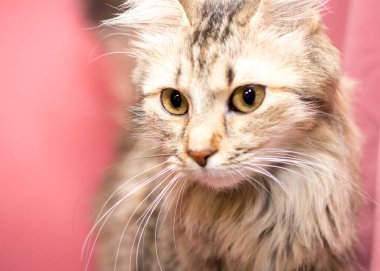 Pembe arka planda yetişkin bir kedi. Veteriner kliniğinden sonra kediler