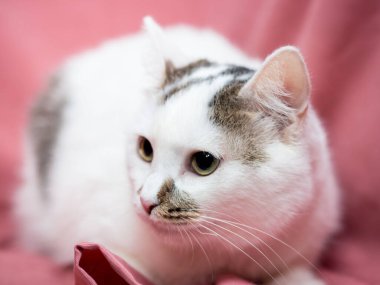 Pembe arka planda yetişkin bir kedi. Veteriner kliniğinden sonra kediler