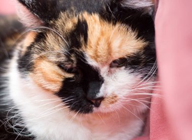 Pembe arka planda üç renkli kedi. Veteriner kliniğinden sonra kediler