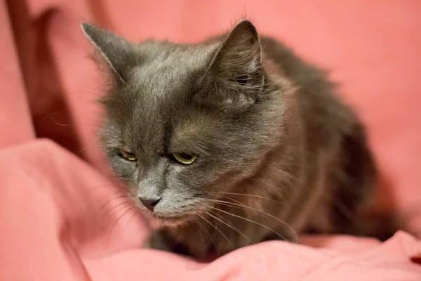 Μια Ενήλικη Γάτα Ροζ Φόντο Γάτες Μετά Την Κτηνιατρική Κλινική — Φωτογραφία Αρχείου